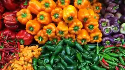 Chilli & Pepper - Choose Rare Varieties Hot Medium Mild Sweet - 1 PLUG PLANT • £2.95