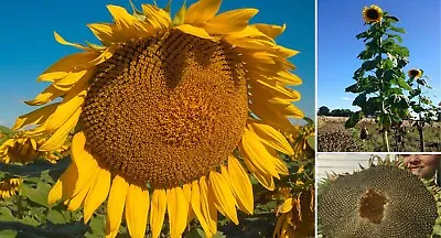 Giant Sunflower | 30+ Seeds | Very Easy | Same Day Dispatch • £2.99