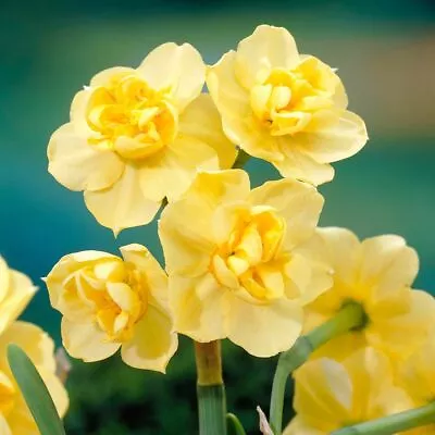 Votaniki Yellow Cheerfulness Daffodil Bulbs - Narcissus Double Flowering 'Yello • $16.98