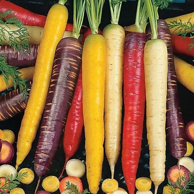 Rainbow Blend Carrot Seeds 500+ Vegetable Garden Mixture NON-GMO FREE SHIPPING • $2.45