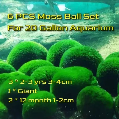 6Pcs Marimo Moss Ball Cladophora Live Aquarium Plant Fish Aquarium Algae Ball • $48