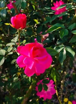 ORGANIC CLIMBING DON JUAN PINK Live Rose Bush Plants Fragrant Bloom Plant 12-50  • $19.99