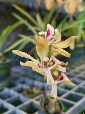 IPSEA THAILANDICA Miniature Orchid Plant Species BLOOM FREE CITES CERTIFICATE • $35