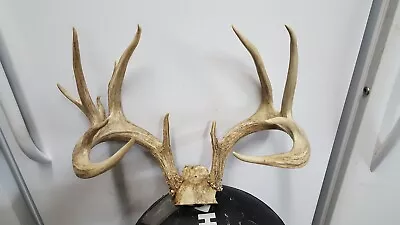 WILD 167 1/8 Nebraska WHITETAIL DEER RACK Mule Antlers Sheds Taxidermy Elk Mount • $575