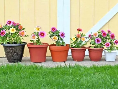 300+Dwarf DAHLIA Patio Mix Seeds 16  Tall Summer Flower Garden Patio Container • $2.75