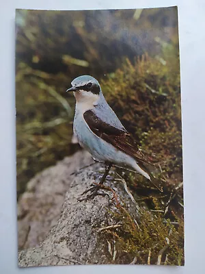 Wheatear Vintage Salmon Picture Postcard • £2.79