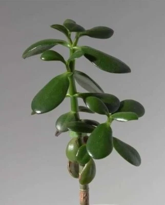 £5.99 • Buy Large Jade Plant, Money Tree, Crassula Ovata Succulent