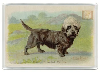 £2.99 • Buy Dandie Dinmont Terrier Dog Art Print Novelty Fridge Magnet Great Gift