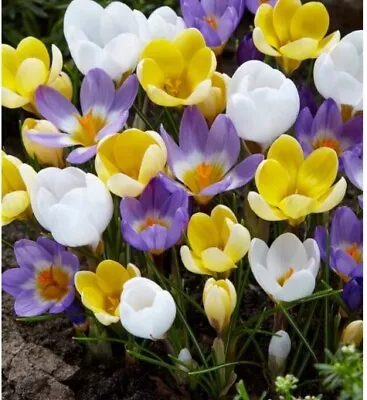 20 Premium Crocus  Botanical  Mix Bulbs - Stunning !! Beautiful ! Size 6+ Bulbs • $14.95