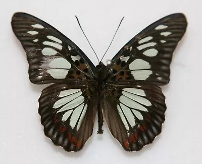 Butterfly X1 Male Pseudacraea Semire (Ghana) • $4.42