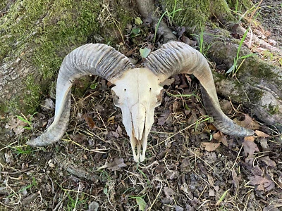 $300 • Buy Corsican RAM Sheep Full Skull, -BIG HORNS  # Lower Jaws # 6   Ovis -Hybrid
