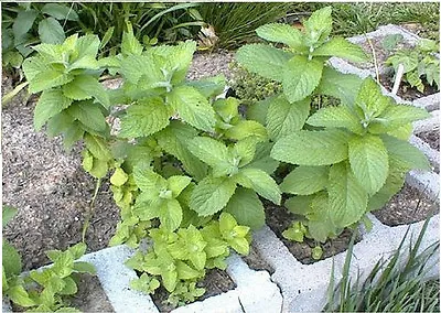 Apple Mint Perennial Herb Plant Great Mint Over 50+  Seeds USA Home Grown • $2.99