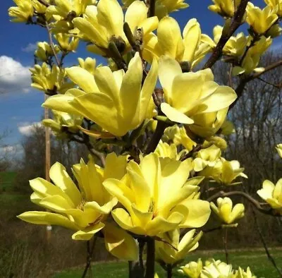 2 Yellow Bird Magnolia Trees/Bushes/Shrubs - 6-12  Tall - Live Plants - 3  Pots • $59.99
