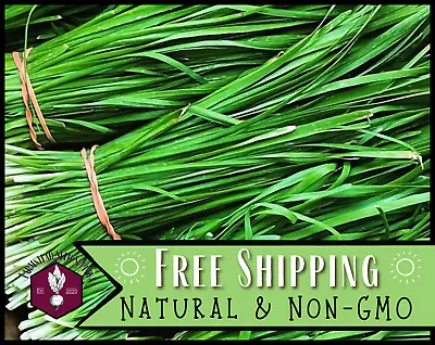 1600+ Garlic Chive Seeds Vegetable & Herb Gardening Heirloom Non-GMO USA • $5.99