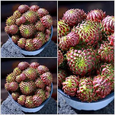 Sempervivum Arach. ‘Rubrum’  Hardy Perennial Succulents. 3 X Plants 8.5 Cm Pots • £14.99