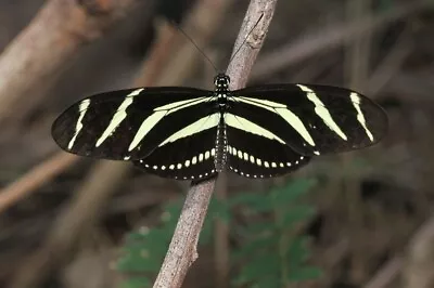 ZEBRA LONGWING BUTTERFLY Photo Print (Borderless) Poster 19x13  Inch • $14.95