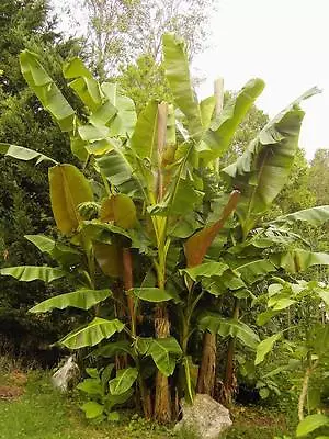 Musa Sikkimensis HARDY BANANA Exotic Seeds! • $4.99