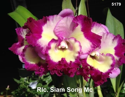 $25 • Buy Orchid Plant 0341. Cattleya (Rlc.) Siam Song Near Blooming Size In 100mm Pot