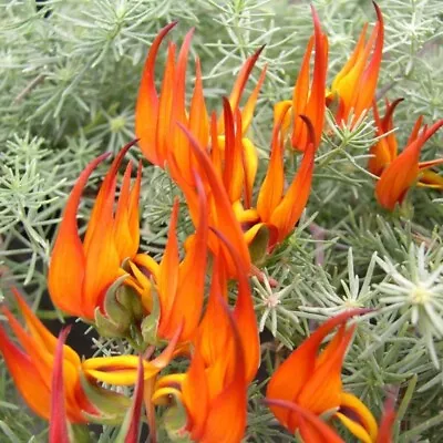 £9.99 • Buy Lotus Plug Plants Parrot's Beak Orange Flowers Trailing Perennial, Pack Of 3