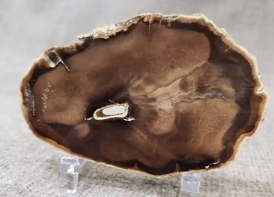 Lovely 4  Preserved Petrified Wood Round - McDermitt Oregon • $21.99