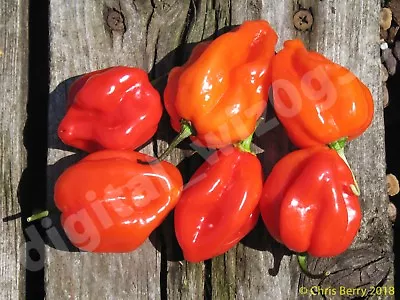 Red Caribbean Habanero Organic Pepper 25+ Seeds - Harvested 2023 • $3.49