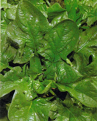 £1.29 • Buy Spinach Giant Winter  28 Gram ~ 1960 Seeds
