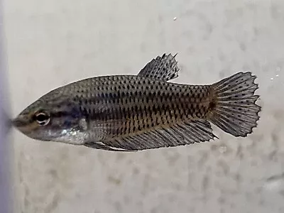 Live Betta Fish - High Quality Plakat Thai/maylay Female 4040 • $20