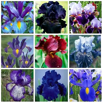 $29.95 • Buy Exotic Orchid Iris 25 Mixed Seeds Black Blue Purple Rare Bearded Flower Seed
