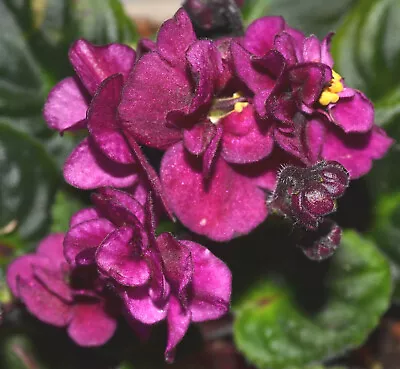 African Violet Plant * JOLLY MARS * Miniature 2007 H. Pittman Heat Pk Option • $9