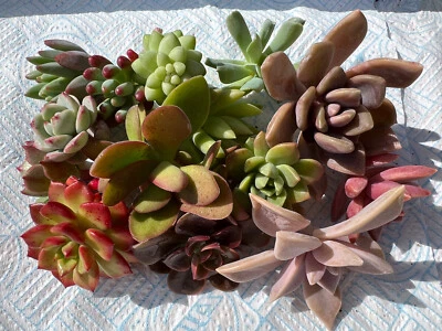 10  Mixed Succulent Cuttings sedum echeveria sempervivum graptosedum.. • £19.99