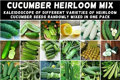 CUCUMBER 'Heirloom Mix' 25 Seeds ALL TYPES MIXED Spring Summer Vegetable Garden • $4.99