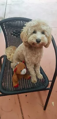 Cavoodle (Toy)  – 1 Year Old. Female. Great Choice For Anyone. $1800 Neg. • $1800