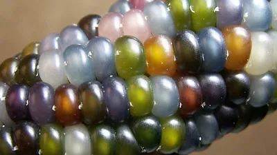 £6.50 • Buy Original Rare 50 Seeds Organic Glass Gem Corn Maize Popcorn Multicolour Cherokee