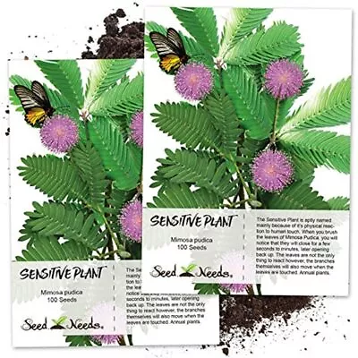 Seed Needs Sensitive Plant (Mimosa Pudica) Twin Pack Of 100 Each Flowering & • $12.89