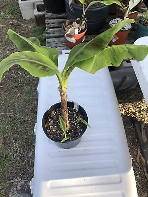 Musa  Dwarf Cavendish” (True To Type) - Banana Plant 1-2 Ft. W/Pups. • $54.99