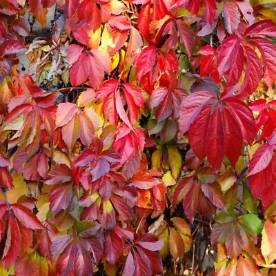 T&M Virginia Creeper Climbing Plant Easy To Grow Climber Fully Hardy And Fast Gr • £24.99