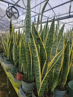 Snake Plant Tall Mother-In-Law's Tongue Sanseveria Live Plant3-4ft Tall • $28