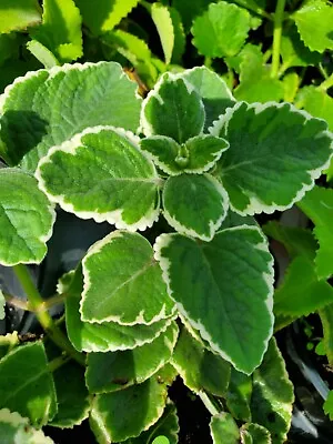 Variegated Cuban Oregano~Mexican Mint~Spanish Thyme~Well Rooted Plant  5 Inches • $6.99