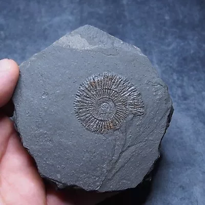 247g Dactylioceras AMMONITE Mineral Fossil Fossilien Ammoniten Germany 5 • $25