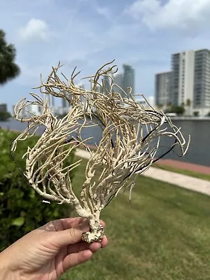 Natural Sea Fan 11” Rusty Coral Tree Branch Coral Beach Decor Sea Souvenir • $20.89