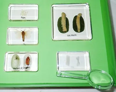Silk Moth Life Cycle Set In 5 Clear Acrylic Block Education Specimen Kit 1804 • $31.99