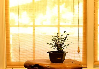 Outdoor Live Chinese Elm Bonsai Tree W/ Pot • $80