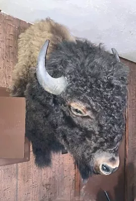 Large Buffalo Head Mount Taxidermy • $2500