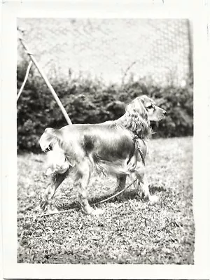 Vintage 1940's Photo Of A Beautiful Show Quality COCKER SPANIEL Dog Posing Cute • $7.99