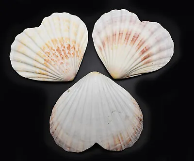 $8.99 • Buy Set Of 3 Heart Shaped Natural Scallop Shells (4 ) Beach Crafts Coastal Decorate