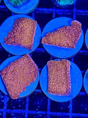 Red Montipora Cap Coral King Wysiwyg Live Coral Frag • $9.99