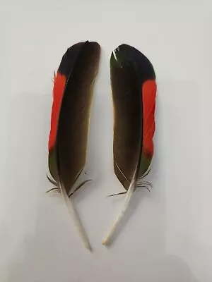 FS25 Matched Pr Hybrid Orange Wing Amazon 5  Wing Feather • $11.98