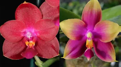 $55 • Buy Orchid Phalaenopsis Hawaii Dragon Girl 'Peter#3' X Zheng Min Neon