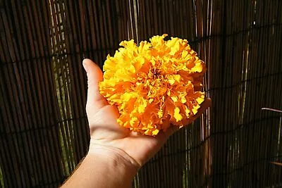 40  Monster  Giant Orange Marigold Seeds Natural Pest Repellent Tomato Helper • $3.99