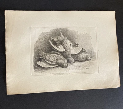 £9.99 • Buy Etching By Samuel Howitt BIRDS